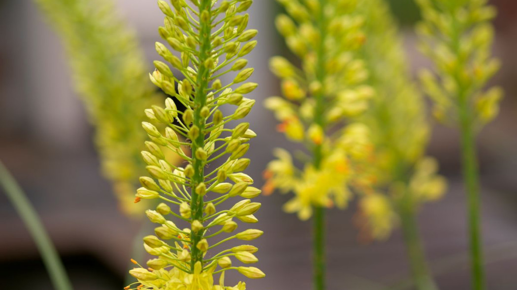 Eremurus stenophyllus, fot. iBulb