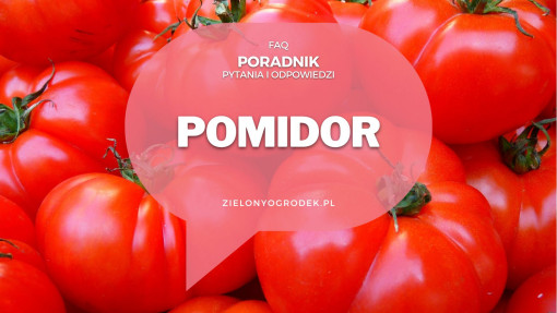 Pomidory od A do Z | Poradnik w pytaniach i odpowiedziach