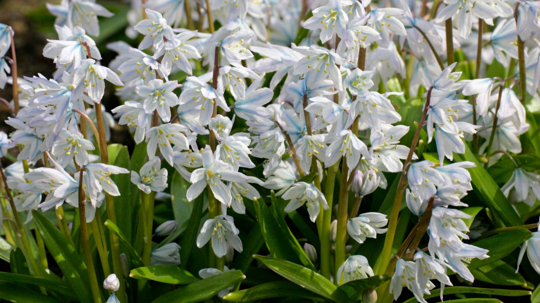 Cebulica Miszczenki Tubergena Scilla mischtschenkoana, fot. imagebrokermicrostock - Depositphotos