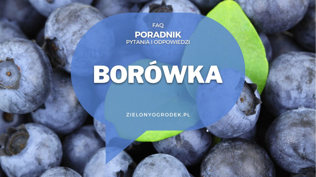 Borówka amerykańska od A do Z | Poradnik w pytaniach i odpowiedziach