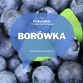 Borówka amerykańska od A do Z | Poradnik w pytaniach i odpowiedziach