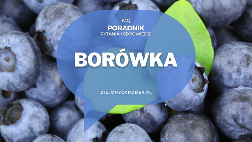 Borówka amerykańska od A do Z | Poradnik w pytaniach i odpowiedziach