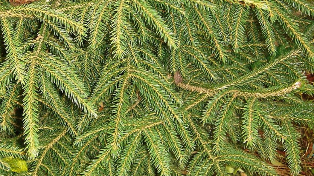 Swierk kaukaski Picea orientalis, fot. Karduelis - Wikimedia Commons