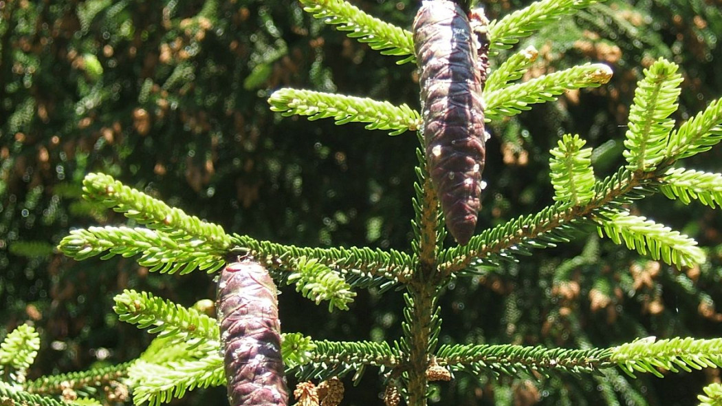 Swierk kaukaski Picea orientalis szyszki, fot. MPF (CC BY 2.5) - Wikimedia