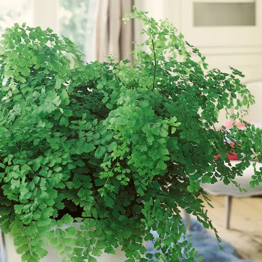 Niekropień właściwy / Adiantum właściwe