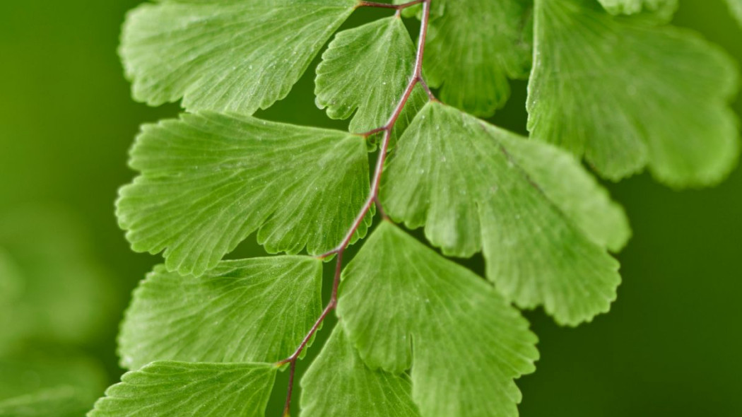 Adiantum Niekropien wlasciwy, fot. thejoyofplants.co.uk