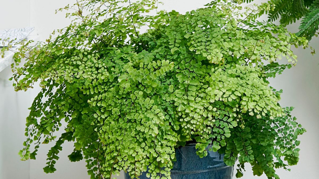 Niekropien wlasciwy Adiantum capillus-veneris, fot. thejoyofplants.co.uk