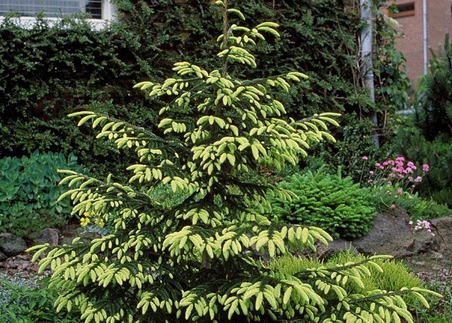 Swierk kaukaski Picea orientalis Aureospicata, fot. iVerde