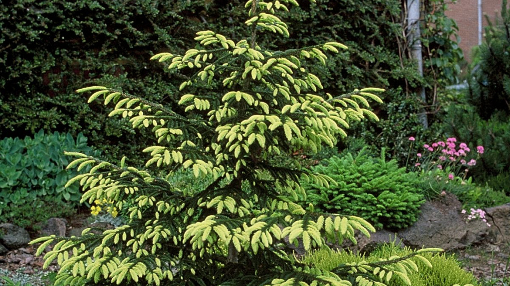 Swierk kaukaski Picea orientalis Aureospicata, fot. iVerde