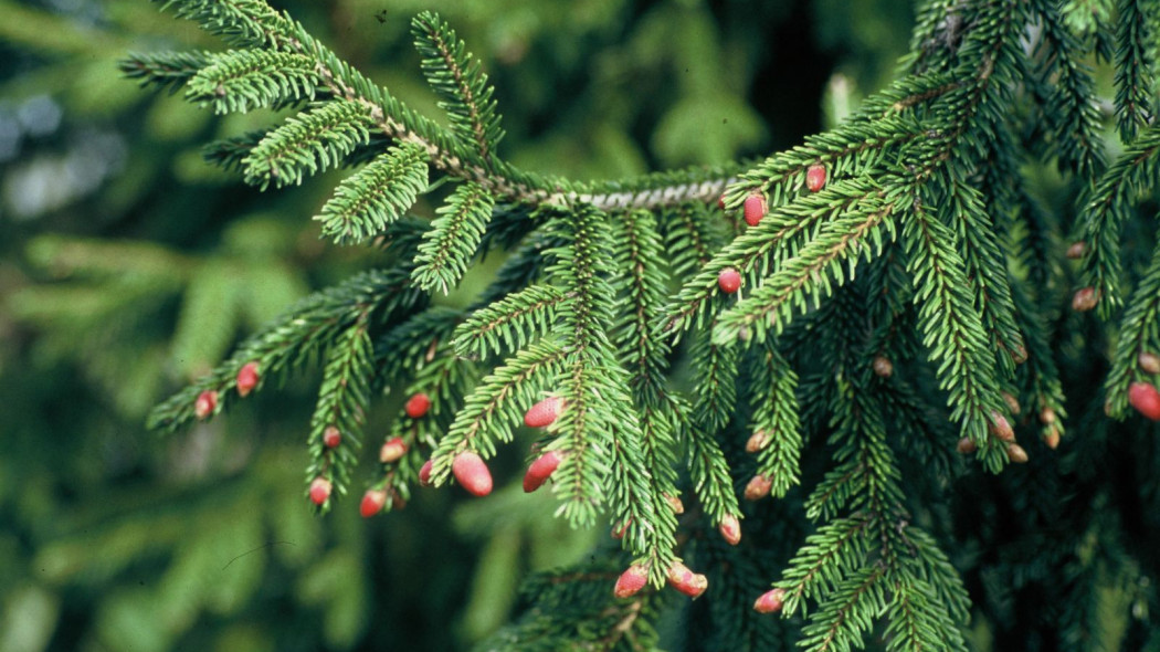 Swierk kaukaski Picea orientalia, fot. iVerde