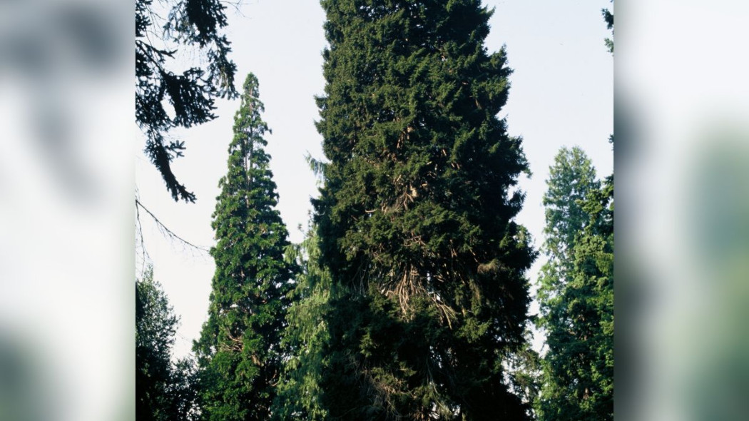 Swierk kaukaski Picea orientalia w naturze, fot. iVerde