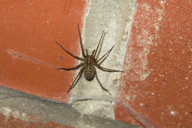 Kątnik domowy, kątnik domowy mniejszy (Tegenaria domestica)