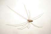 Nasosznik trzęś (łac. Pholcus phalangioides)