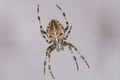 Krzyżak ogrodowy (łac. Araneus diadematus)