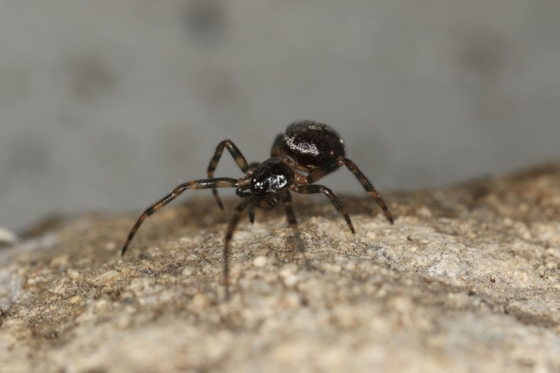 Zyzuś tłuścioch (łac. Steatoda bipunctata)