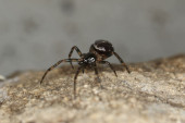 Zyzuś tłuścioch (łac. Steatoda bipunctata)