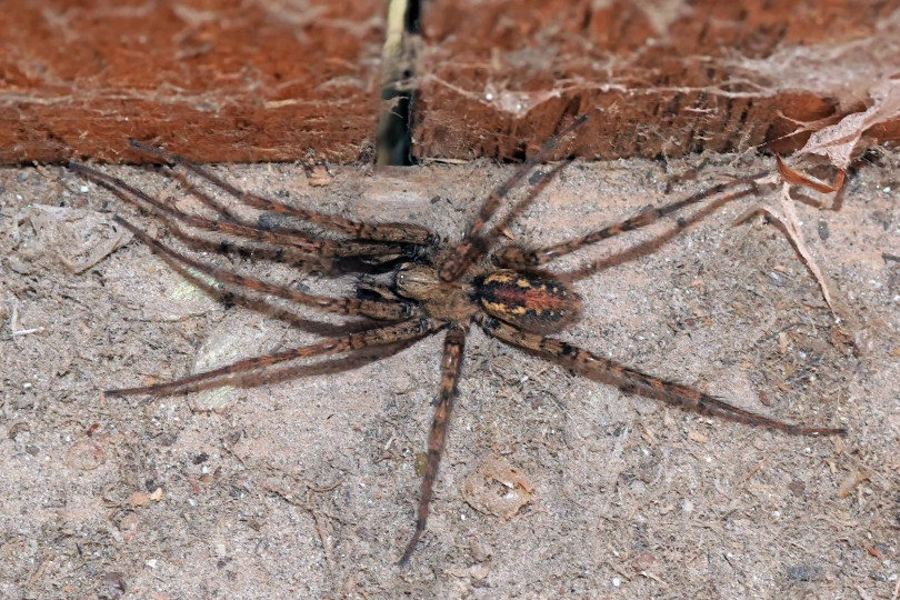 Kątnik rdzawy (łac. Tegenaria ferruginea)