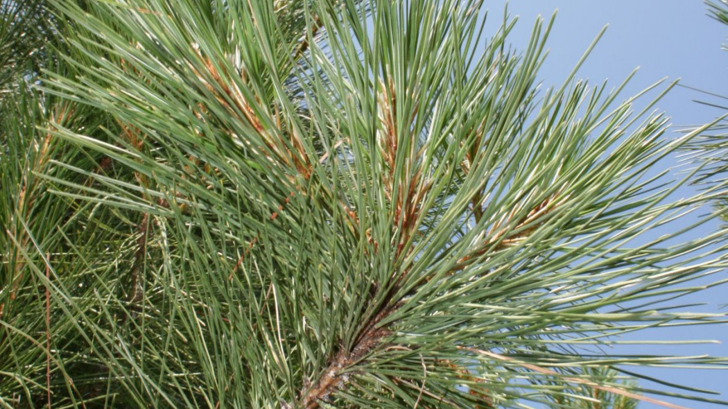 Pinus ponderosa galazka z iglami, fot.  Moosicorn Ranch (CC BY 2.0) - Flickr