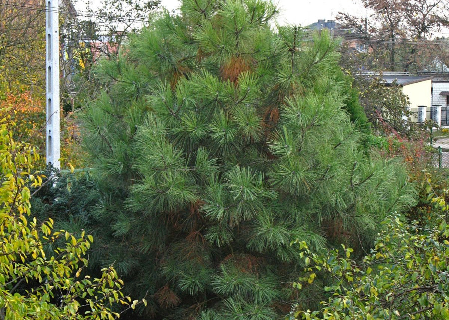 Sosna zolta Pinus ponderosa, fot. Crusier (CC BY 3.0) - Wikimedia