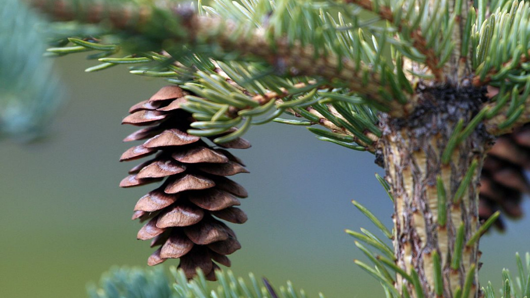 Swierk bialy Picea glauca szyszka, fot. nicmcphee (CC BY-SA 2.0) - Flickr