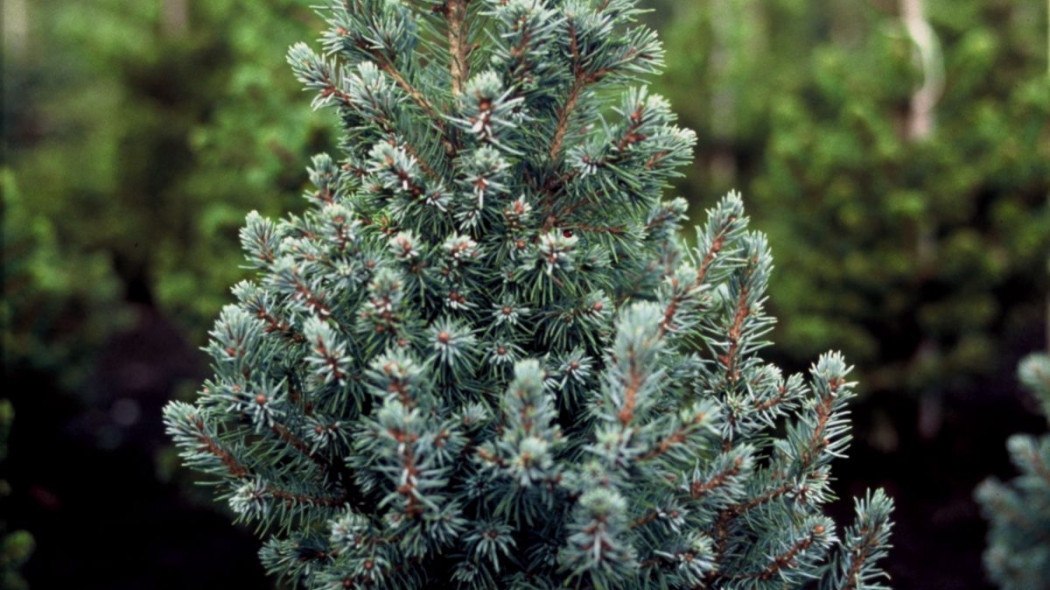 Picea glauca Arnesons Blue Variegata, fot. iVerde