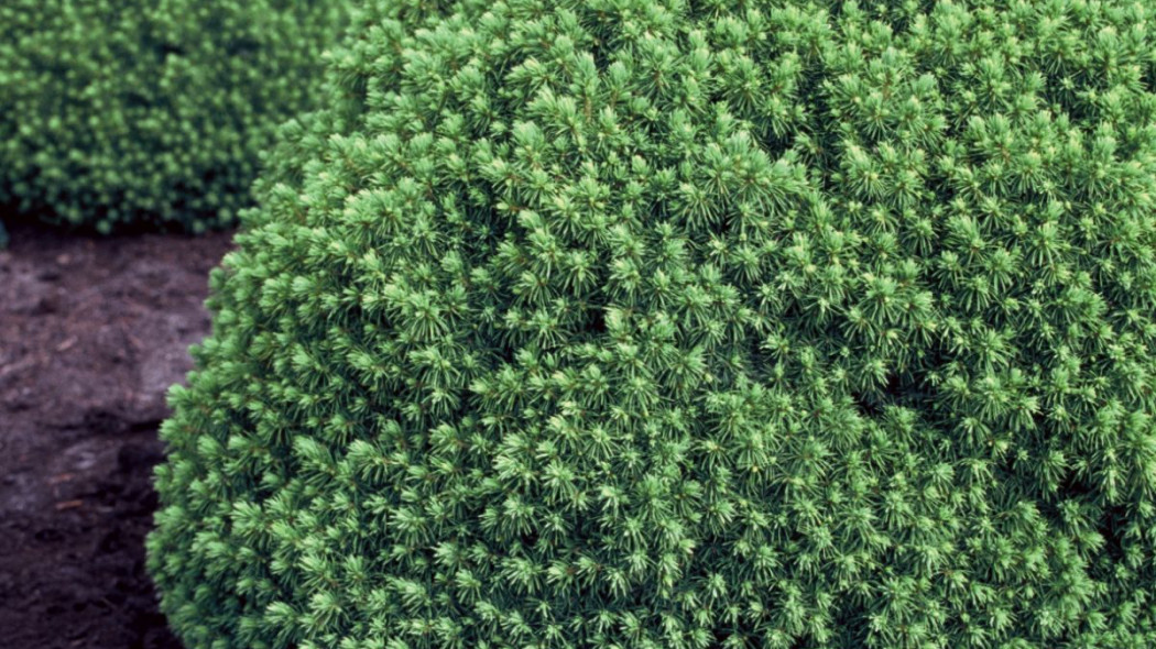 Picea glauca Alberta Globe, fot. iVerde