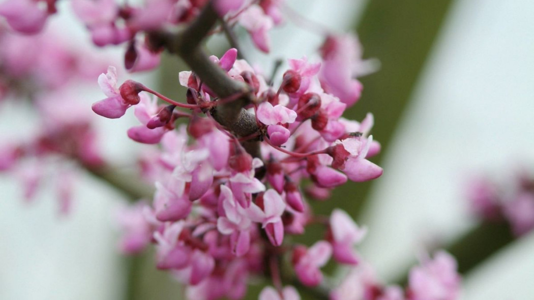 Judaszowiec kanadyjski Cercis canadensis Forest Pansy kwiaty, fot. iVerde