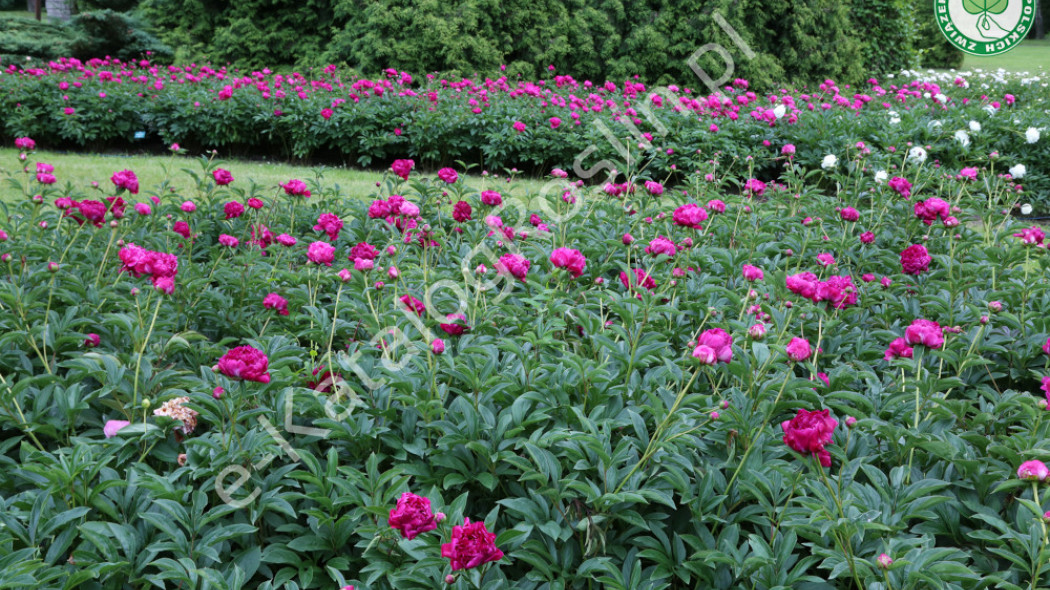 piwonia Paeonia Karl Rosenfield fot. Grzegorz Falkowski ZSzP