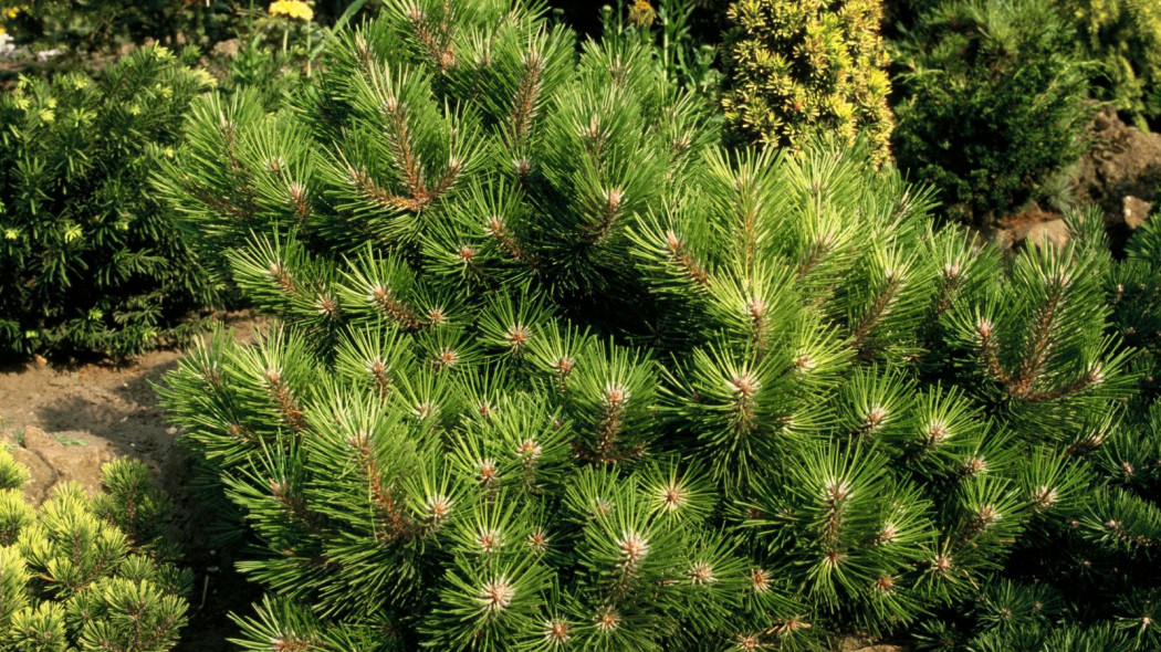 Sosna czarna Pinus nigra Hornibrookii, fot. iVerde