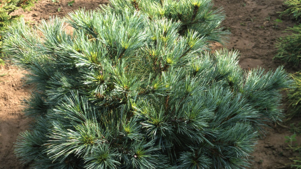 Sosna czarna Pinus nigra Nana, fot. iVerde