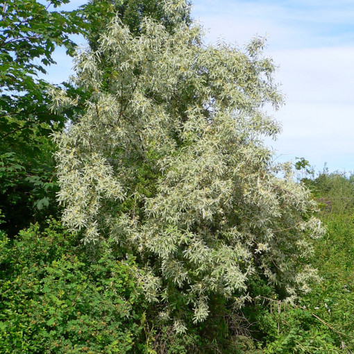 Oliwnik wąskolistny