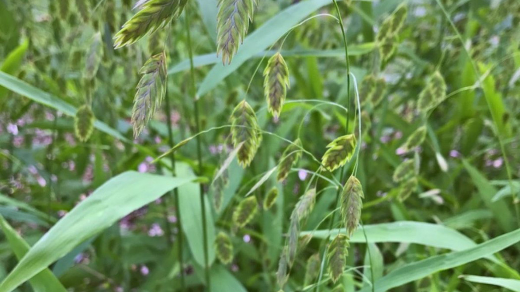 Obiedka szerokolistna Chasmanthium latifolium, fot. hannawacker (CC0 1.0) - inaturalist