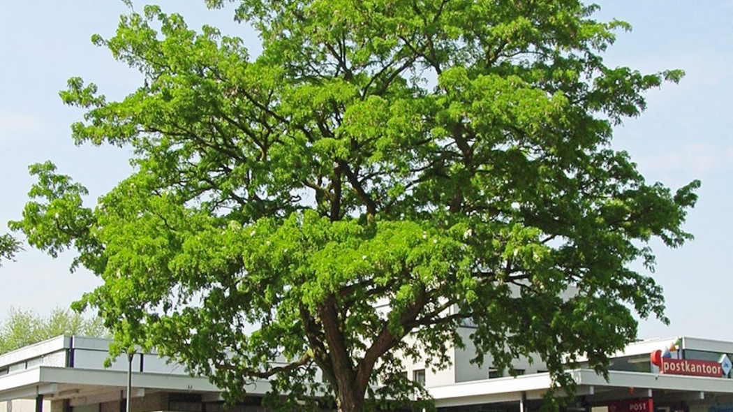 Robinia akacjowa Tortuosa