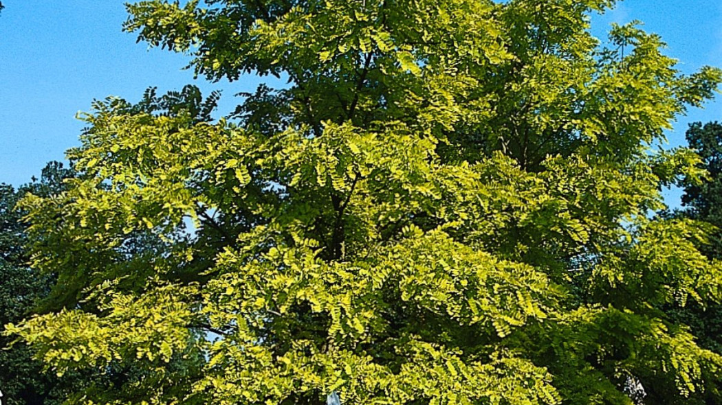 Robinia akacjowa Frisia