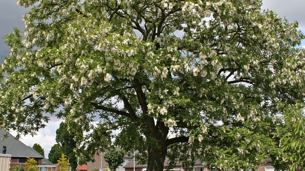 Robinia akacjowa Bessoniana