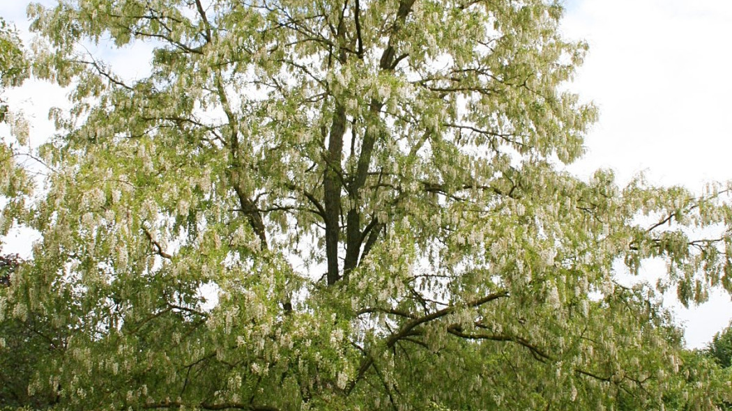 Robinia akacjowa Rozynskiana