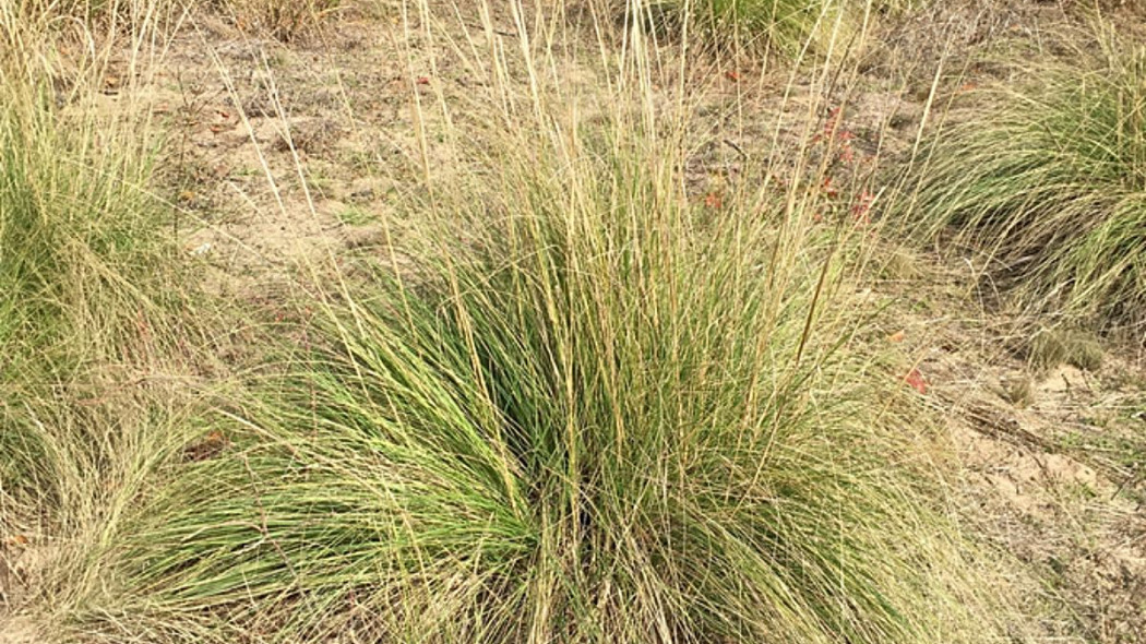 Milka zakrzywiona Eragrostis curvula