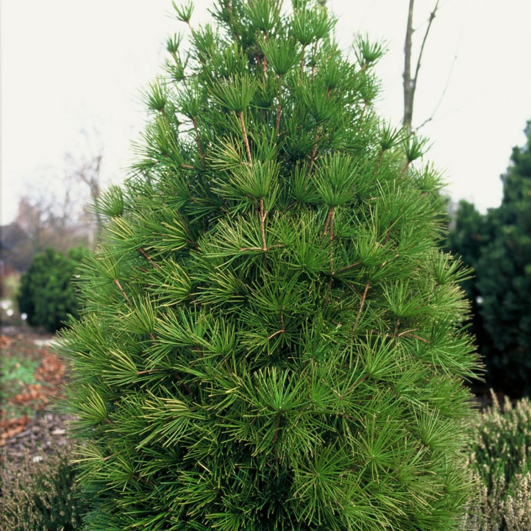 Sośnica (Sciadopitys verticillata) wygląd, wymagania, warunki