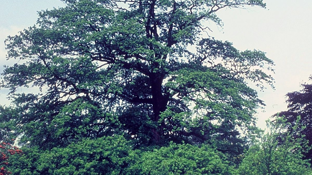 Dab bugundzki Quercus cerris, fot. iVerde