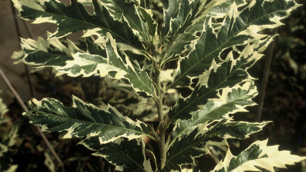 Dab bugundzki Quercus cerris Argenteovariegata, fot. iVerde