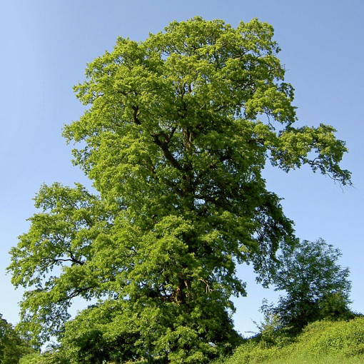 Dąb burgundzki