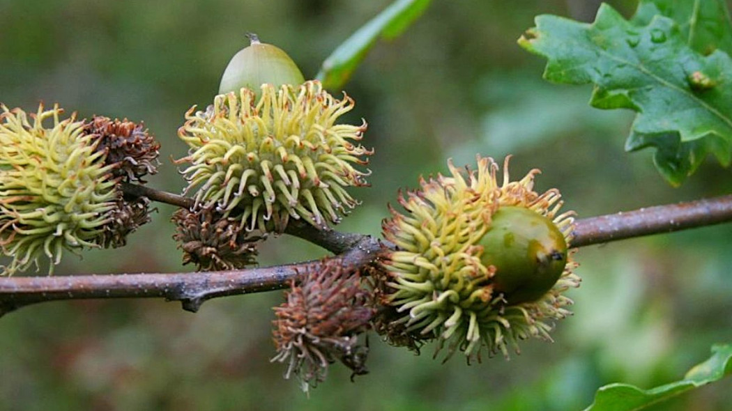 Dab burgundzki Quercus cerris zoledzie, fot. Franz Xaver (CC BY-SA 3.0) - Wikimedia