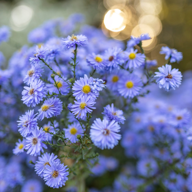 6 roślin kwitnących jesienią - gwiazdy października aster nowobelgijski Royal Blue