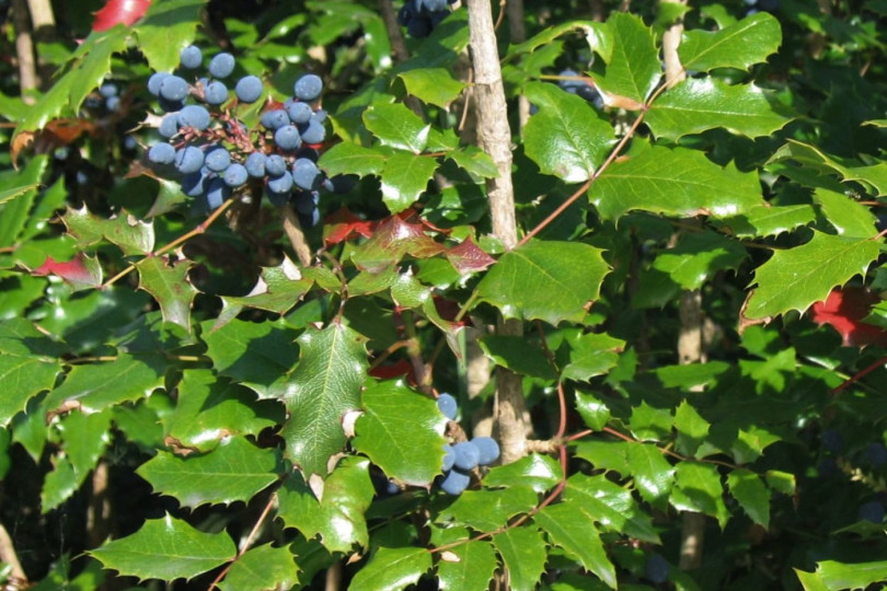 Mahonia pospolita Mahonia aquifolium zimozielona, fot. Meggar (CC BY-SA 3.0) - Wikimedia