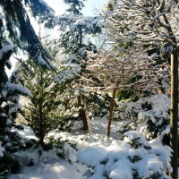 Rośliny zimozielone ozdobią ogród zimą | Jak gatunki wybrać?