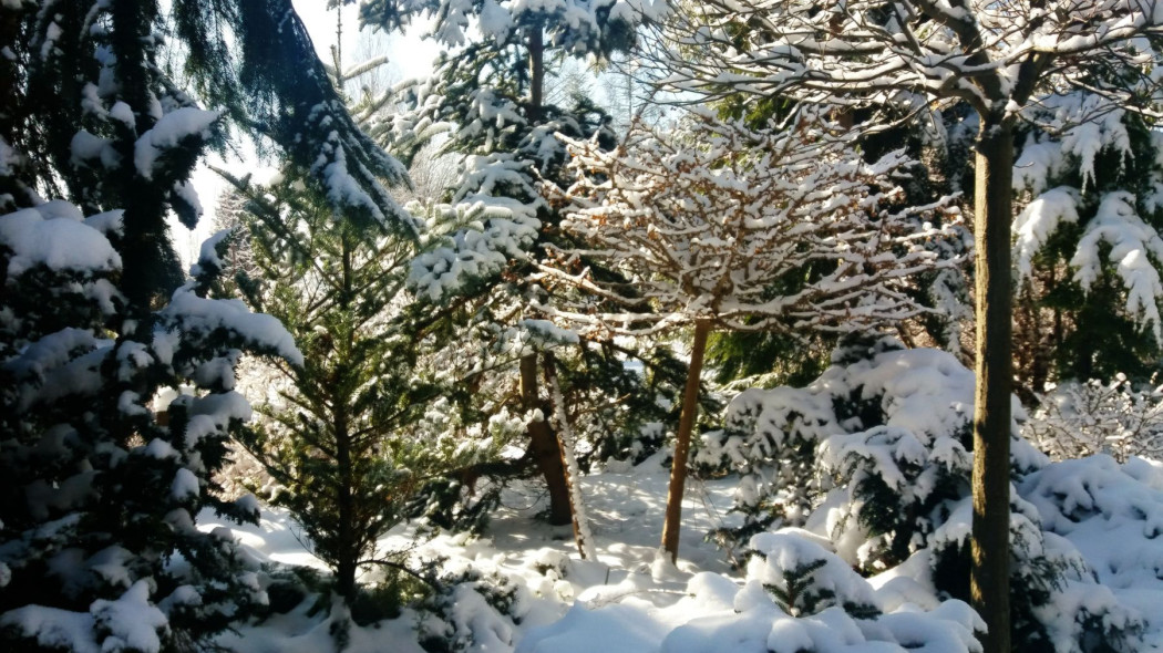 Rosliny zimozielone ozdobia ogród zima, fot. Katarzyna Jeziorska