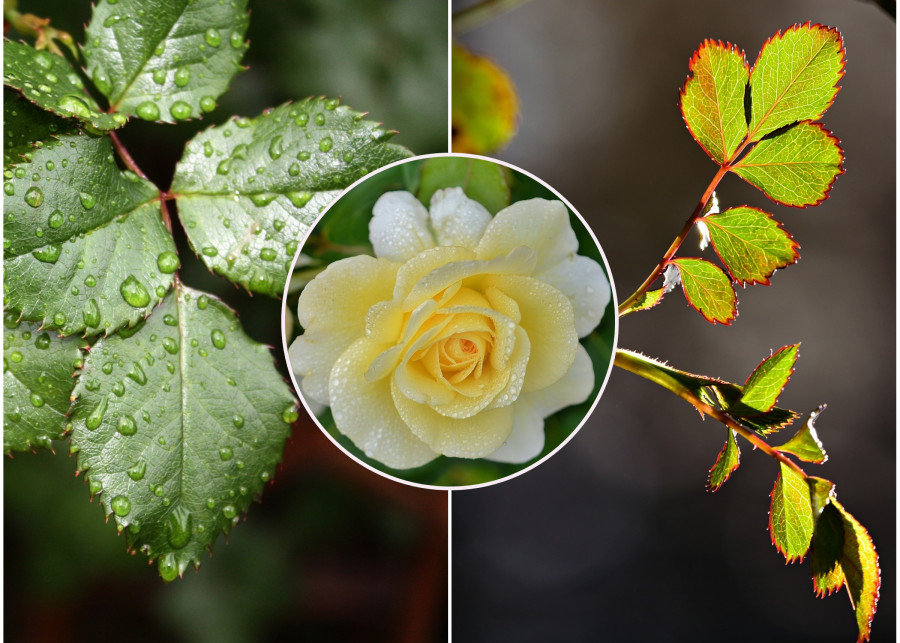 poznaj 5 możliwych przyczyn -dlaczego róża nie kwitnie