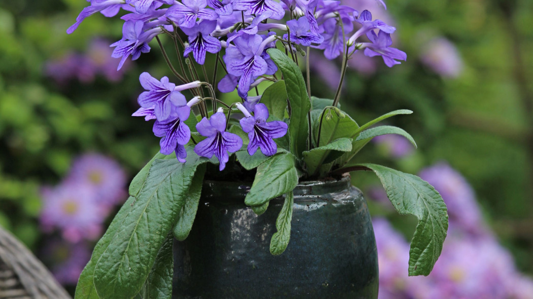 Skretnik Streptocarpus, fot. floradania.dk