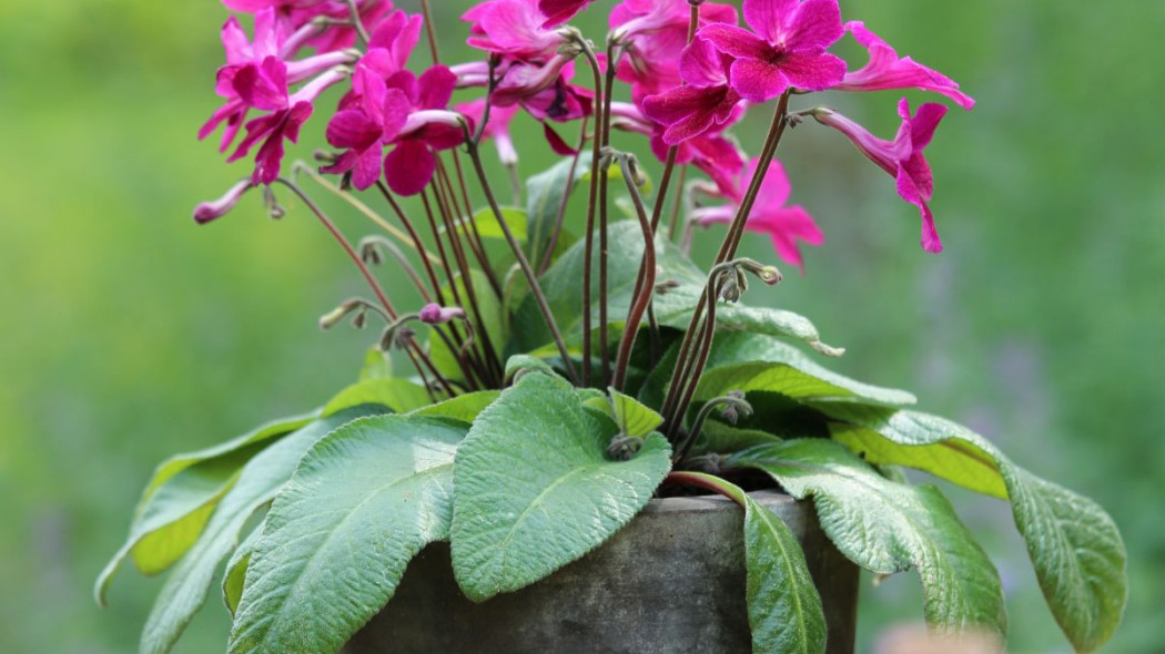 Skretnik Streptocarpus, fot. floradania.dk