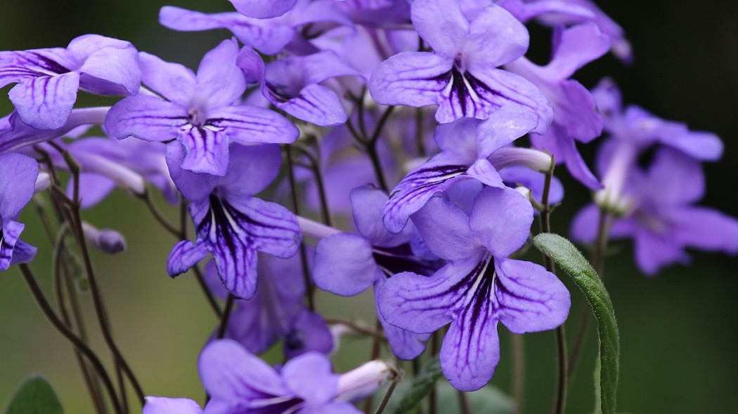 Skretnik Streptocarpus, fot. floradania.dk